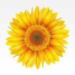 8976110-giallo-girasole-sullo-sfondo-bianco-maglia