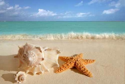 sea shells starfish on tropical sand turquoise caribbean summer vacation travel icon